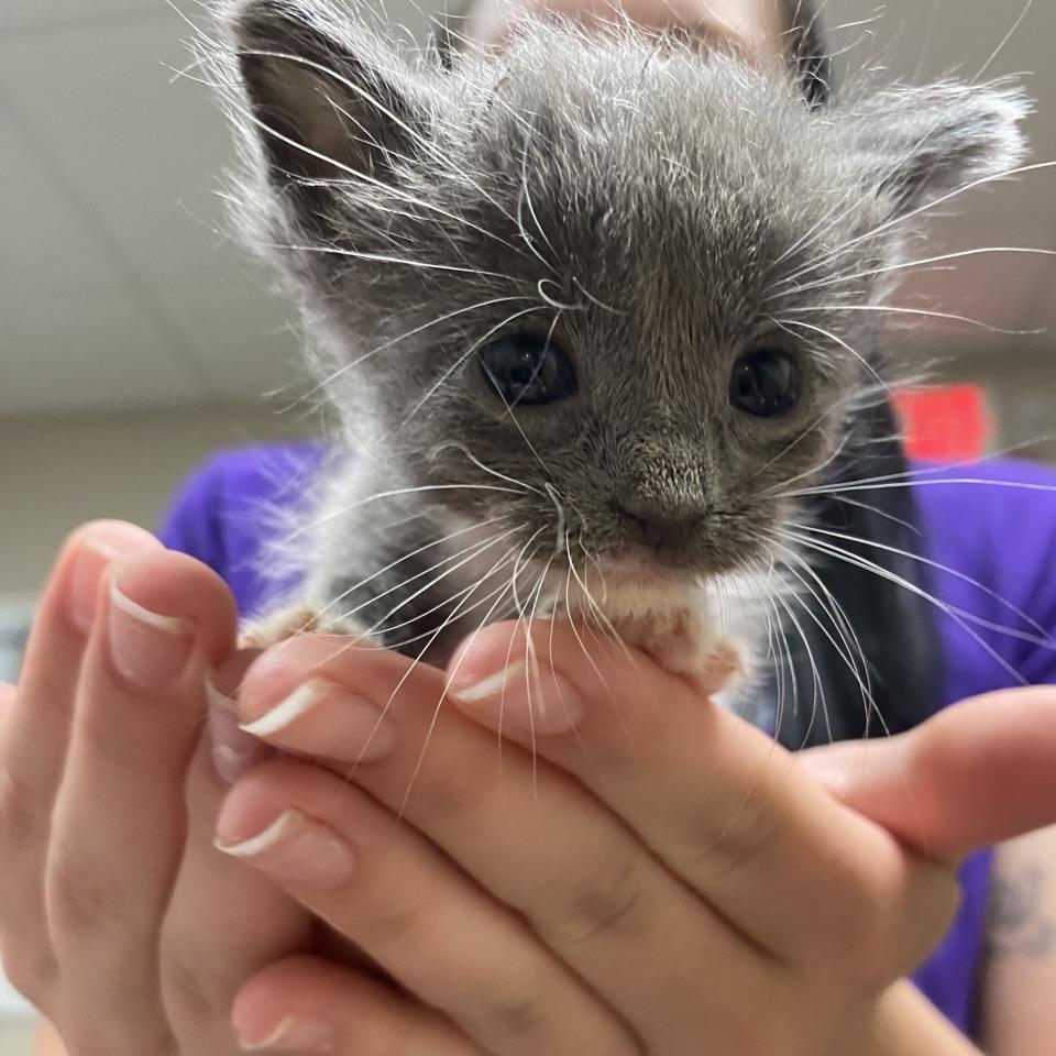 Enlarge Mabel, a Adoptable Domestic Short Hair in Norfolk, NE image 2/3