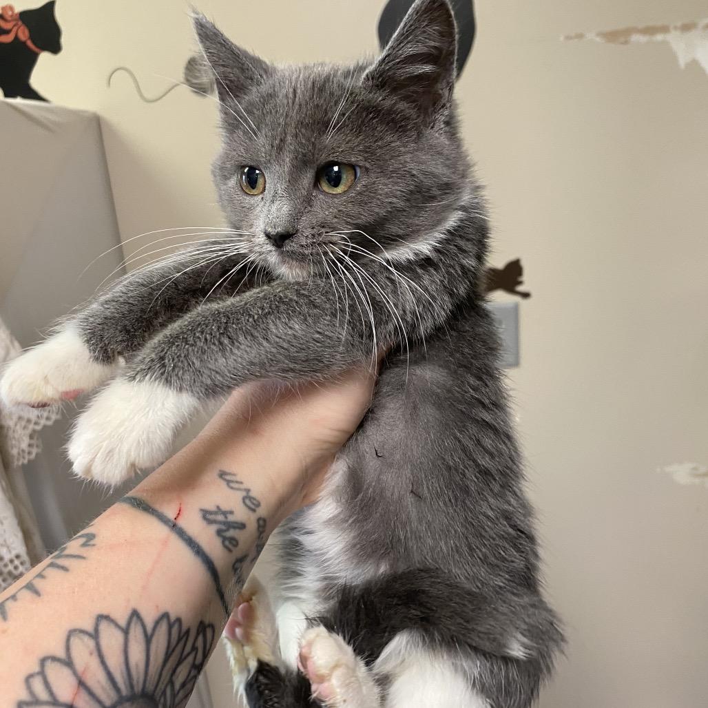 Enlarge Mabel, a Adoptable Domestic Short Hair in Norfolk, NE image 3/3