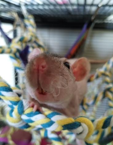 Snap, Crackle, Pop & Rice Krispy, a ADOPTABLE Rat in Brooklyn, NY image 6/6