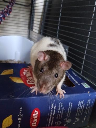 Snap, Crackle, Pop & Rice Krispy, a ADOPTABLE Rat in Brooklyn, NY image 2/6