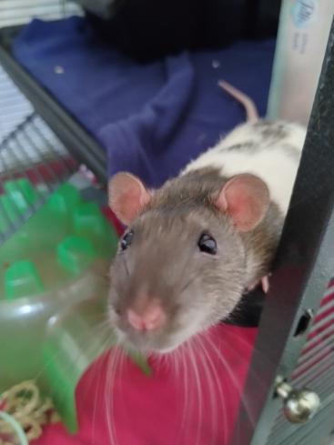Snap, Crackle, Pop & Rice Krispy, a ADOPTABLE Rat in Brooklyn, NY image 4/6