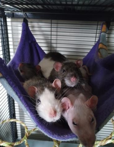 Snap, Crackle, Pop & Rice Krispy, a ADOPTABLE Rat in Brooklyn, NY image 1/6