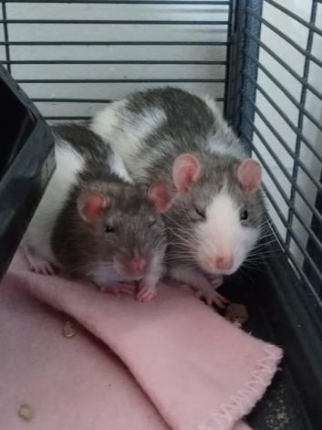 Snap, Crackle, Pop & Rice Krispy, a ADOPTABLE Rat in Brooklyn, NY image 5/6