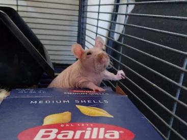 Snap, Crackle, Pop & Rice Krispy, a ADOPTABLE Rat in Brooklyn, NY image 3/6
