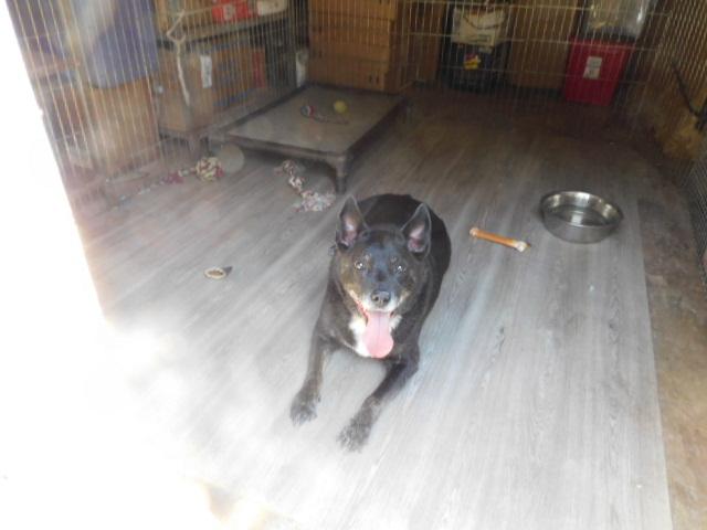 LADY