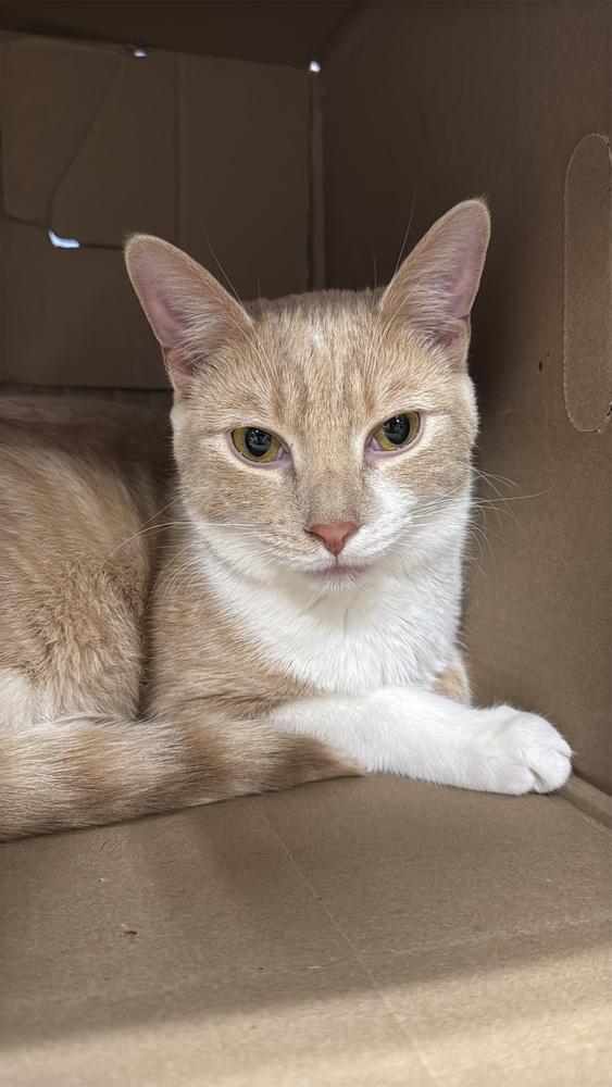 Enlarge Hansel, a Adoptable mixed breed in Pittstown, NJ image 2/2