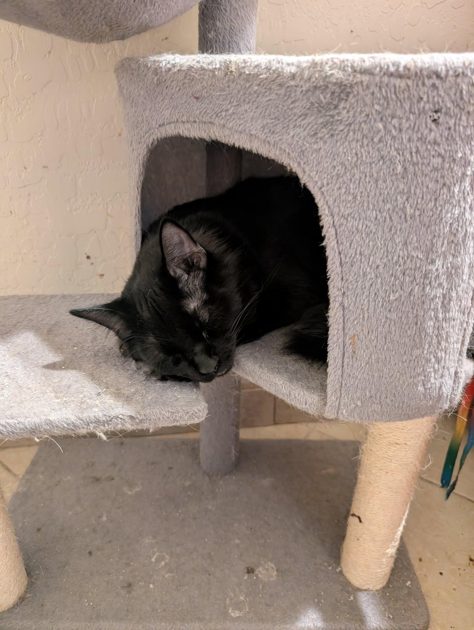 Enlarge Pumpkin, a Adoptable Domestic Medium Hair in Glendale, AZ image 1/2