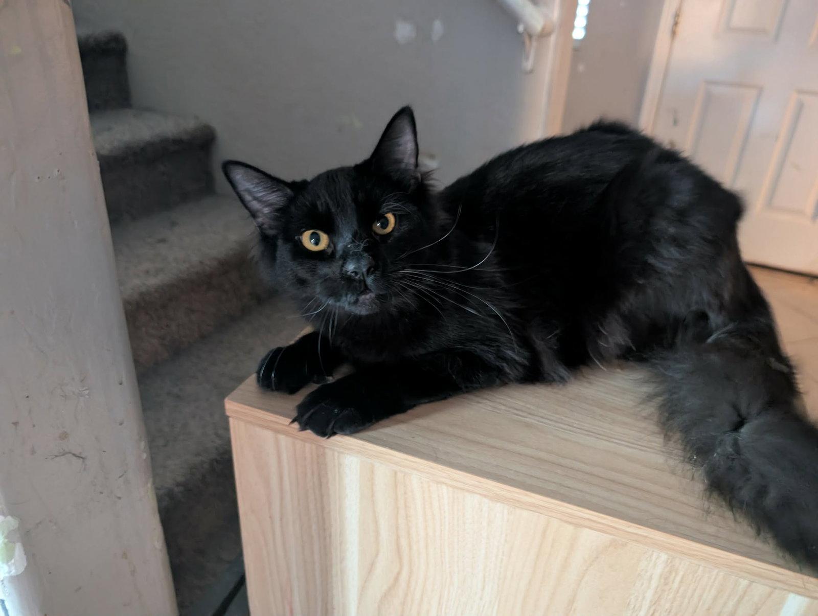 Enlarge Pumpkin, a Adoptable Domestic Medium Hair in Glendale, AZ image 2/2