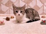 Vera, ADOPTABLE, Young Female Domestic Short Hair.