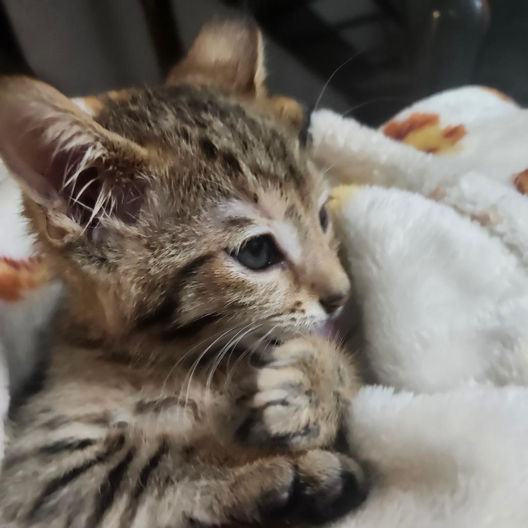 Soba Wesley-AR, Adoptable, Kitten Male Domestic Short Hair.