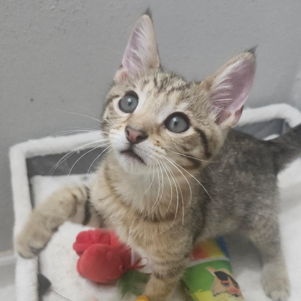 Enlarge Soba Wesley-AR, a Adoptable Domestic Short Hair in Tallahassee, FL image 2/3