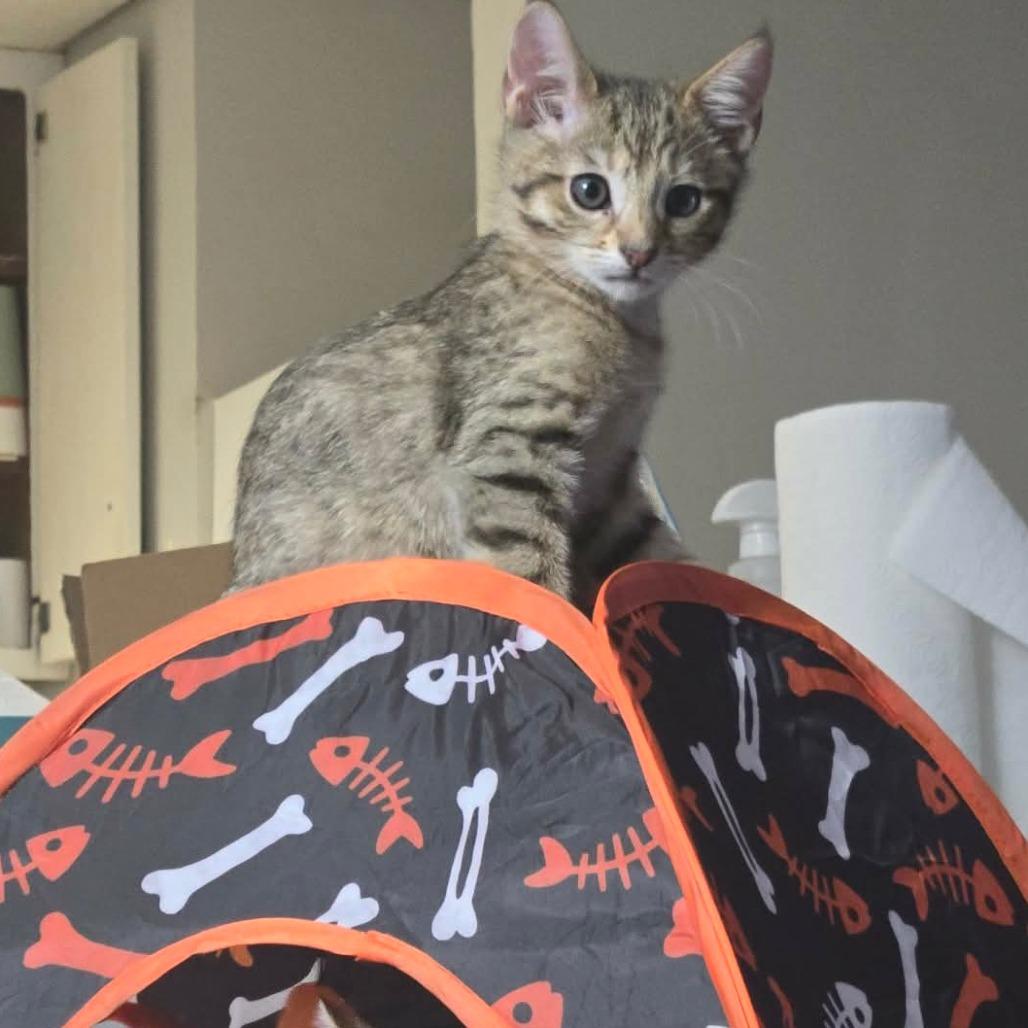 Enlarge Soba Wesley-AR, a Adoptable Domestic Short Hair in Tallahassee, FL image 3/3