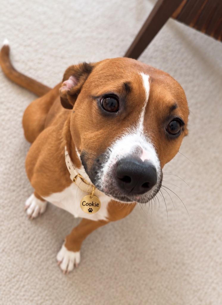 Cookie, Adoptable, Young Female Hound & Mixed Breed.