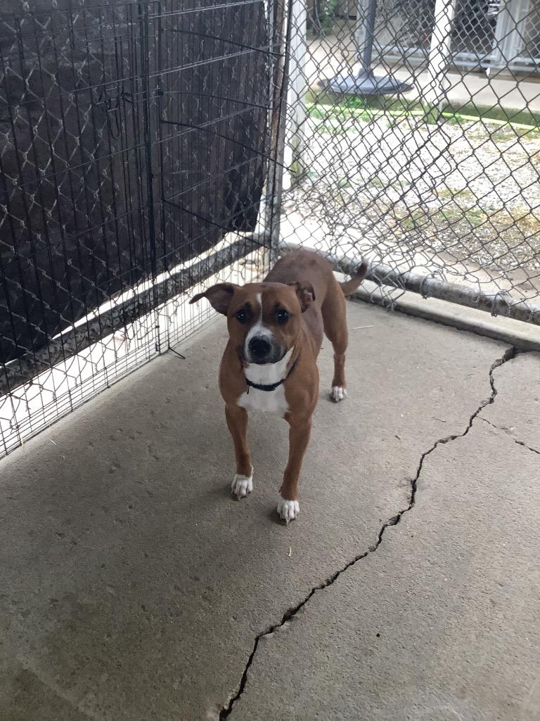 Enlarge Cookie, a Adoptable mixed breed in Centralia, IL image 2/3