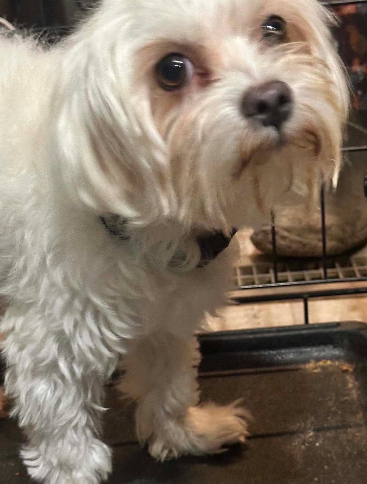 Mojo - ADOPTION IN PROCESS, Adoptable, Senior Male Maltese.