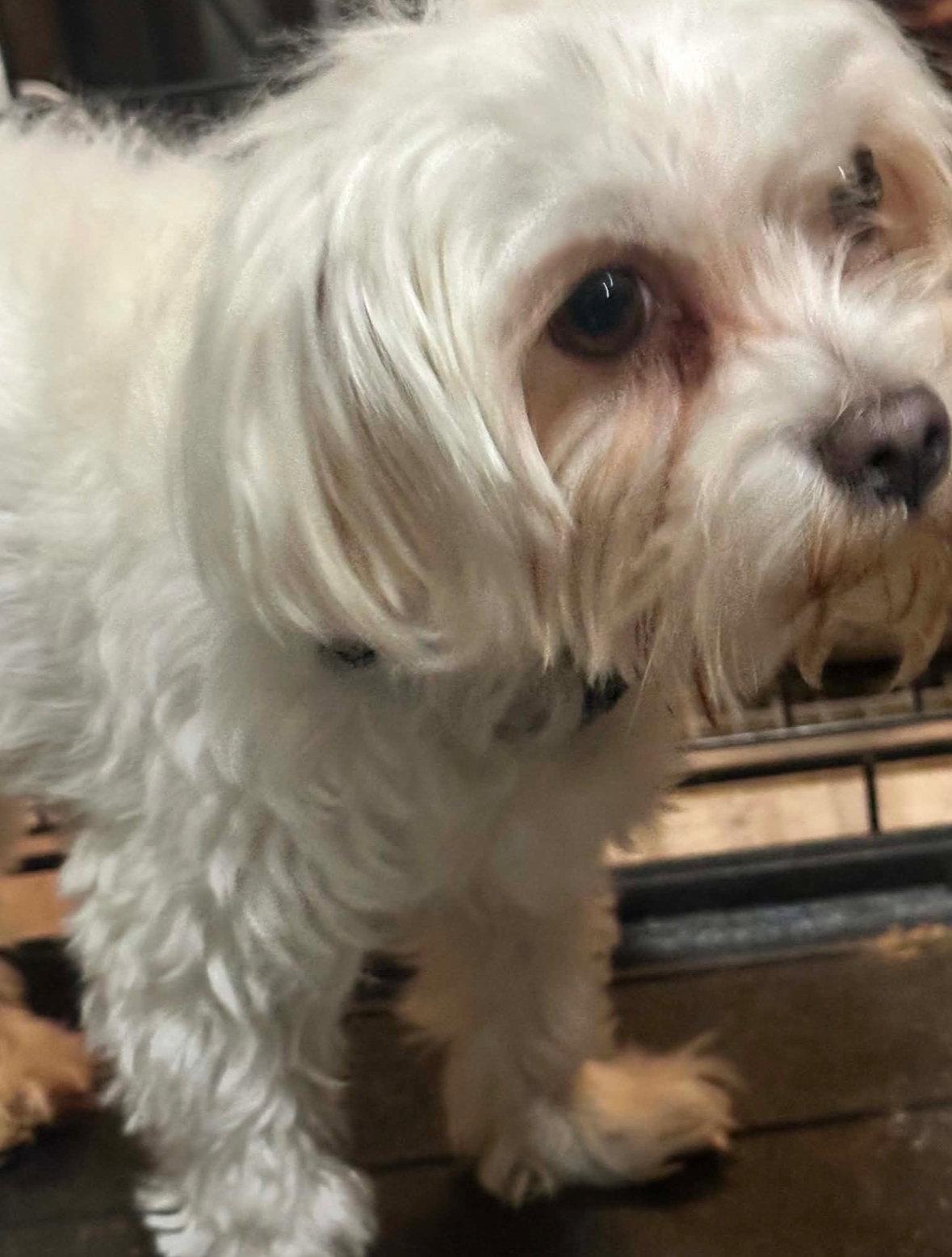 Enlarge Mojo - ADOPTION IN PROCESS, a Adoptable Maltese in Grafton, WI image 2/2