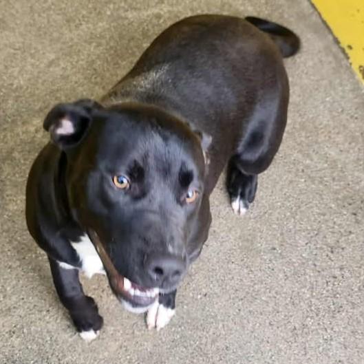 Enlarge Fett, a Adoptable Pit Bull Terrier in Redding, CA image 1/1