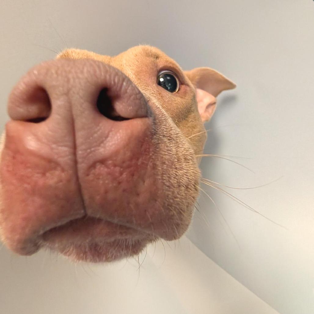 Enlarge Sharkboy, a Adoptable Mixed Breed in Washington Township, OH image 1/6