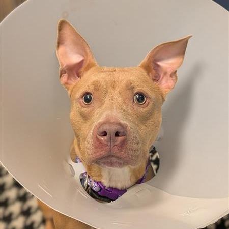 Enlarge Sharkboy, a Adoptable Mixed Breed in Washington Township, OH image 2/6