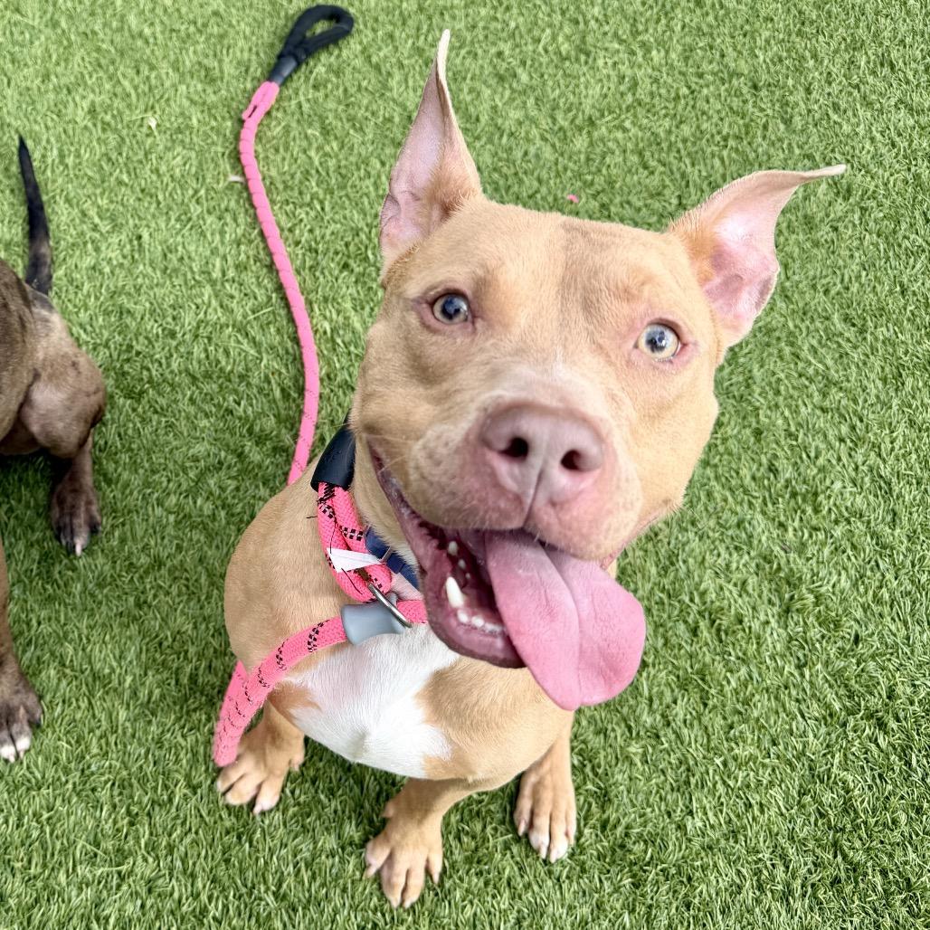 Enlarge Sharkboy, a Adoptable Mixed Breed in Washington Township, OH image 3/6