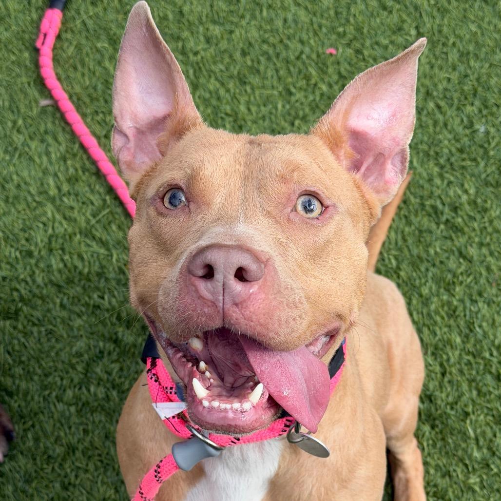 Enlarge Sharkboy, a Adoptable Mixed Breed in Washington Township, OH image 4/6