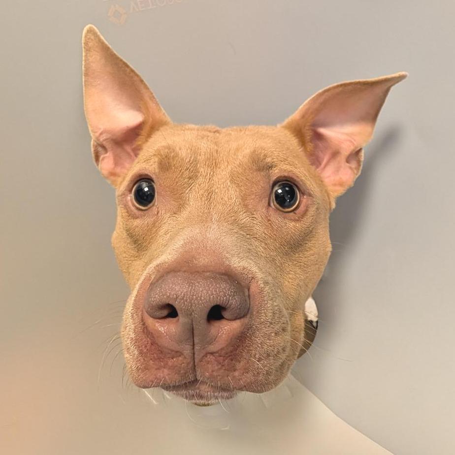 Enlarge Sharkboy, a Adoptable Mixed Breed in Washington Township, OH image 5/6