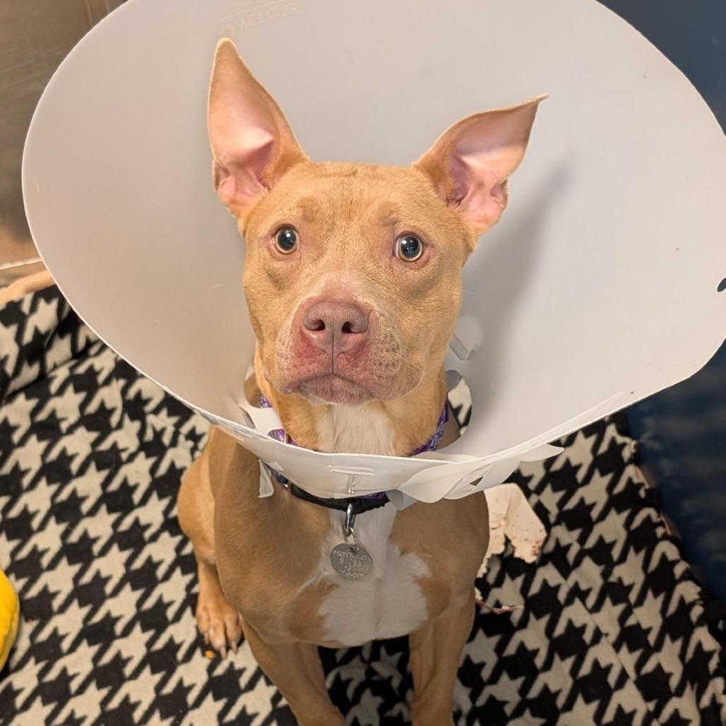 Enlarge Sharkboy, a Adoptable Mixed Breed in Washington Township, OH image 6/6