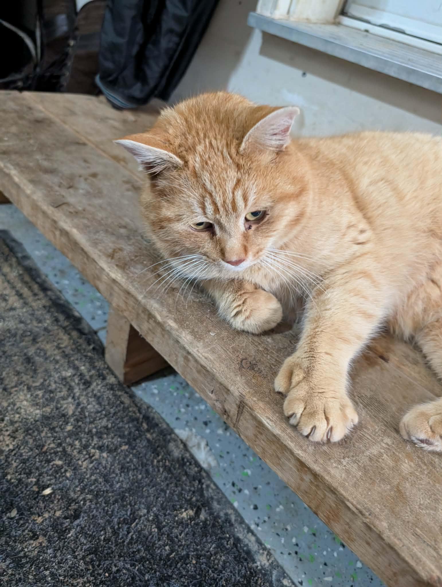 Enlarge TYSON, an adopted Domestic Short Hair in Tillsonburg, ON image 6/6