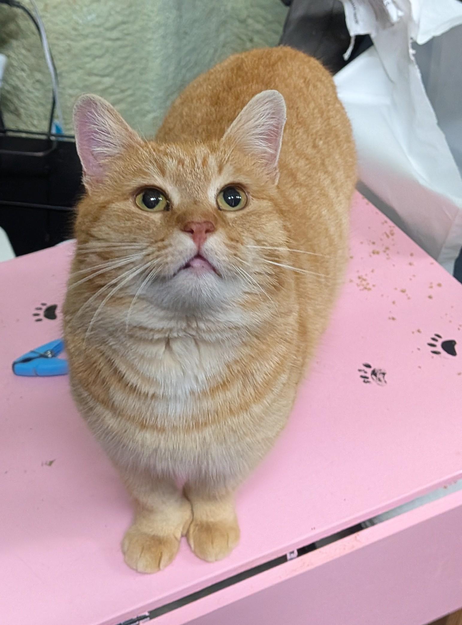 Enlarge TYSON, an adopted Domestic Short Hair in Tillsonburg, ON image 1/6