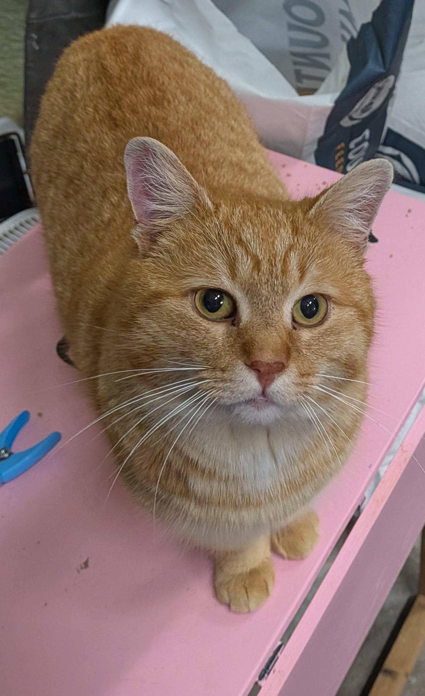 Enlarge TYSON, an adopted Domestic Short Hair in Tillsonburg, ON image 5/6
