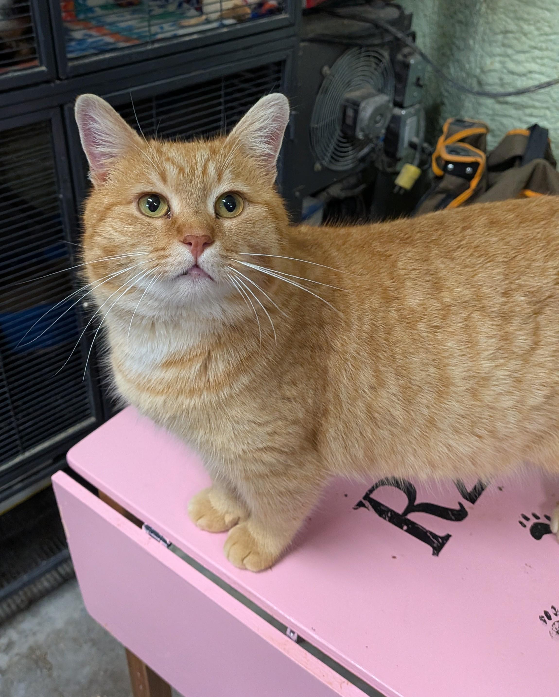 Enlarge TYSON, an adopted Domestic Short Hair in Tillsonburg, ON image 4/6