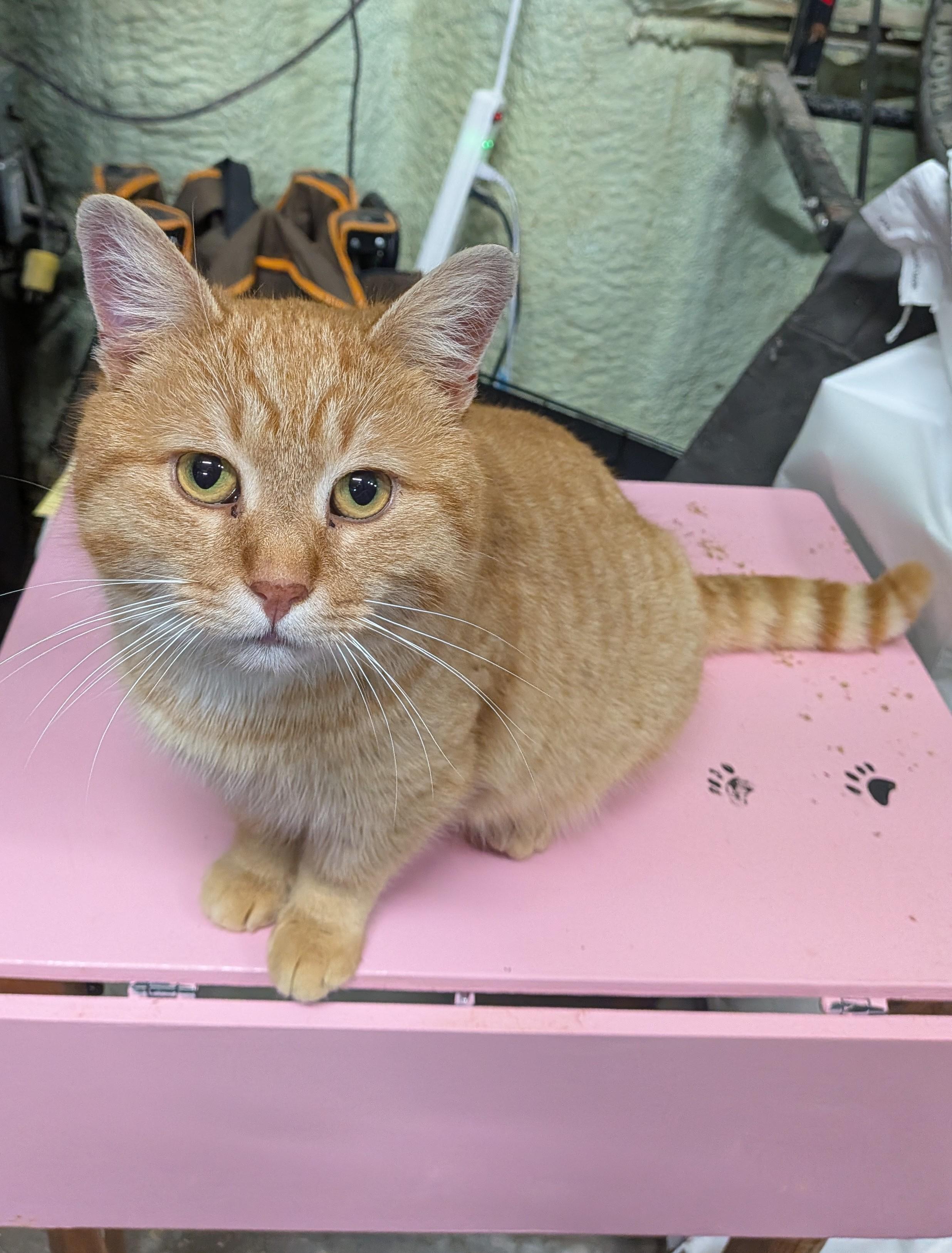 Enlarge TYSON, an adopted Domestic Short Hair in Tillsonburg, ON image 3/6