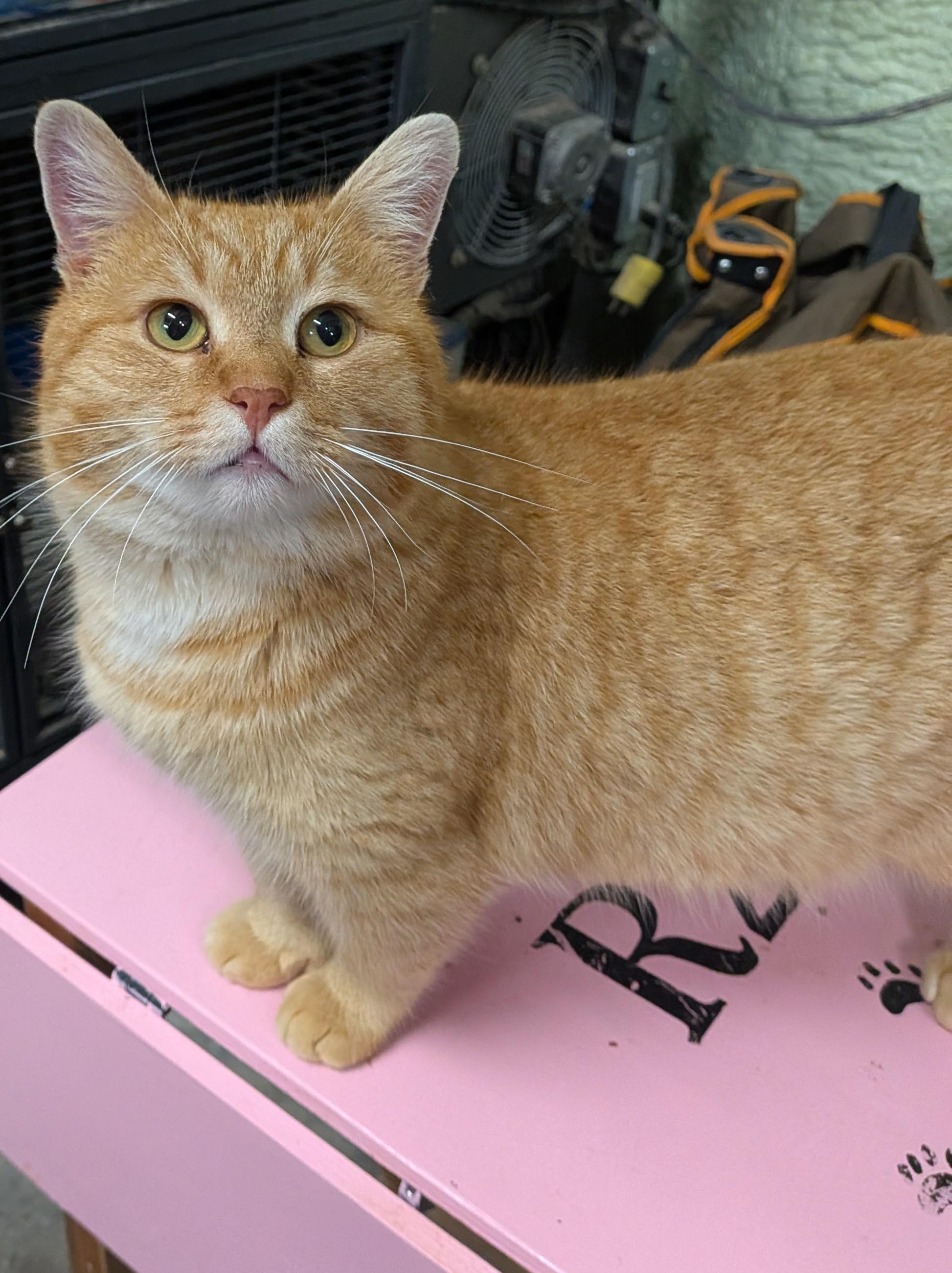 Enlarge TYSON, an adopted Domestic Short Hair in Tillsonburg, ON image 2/6
