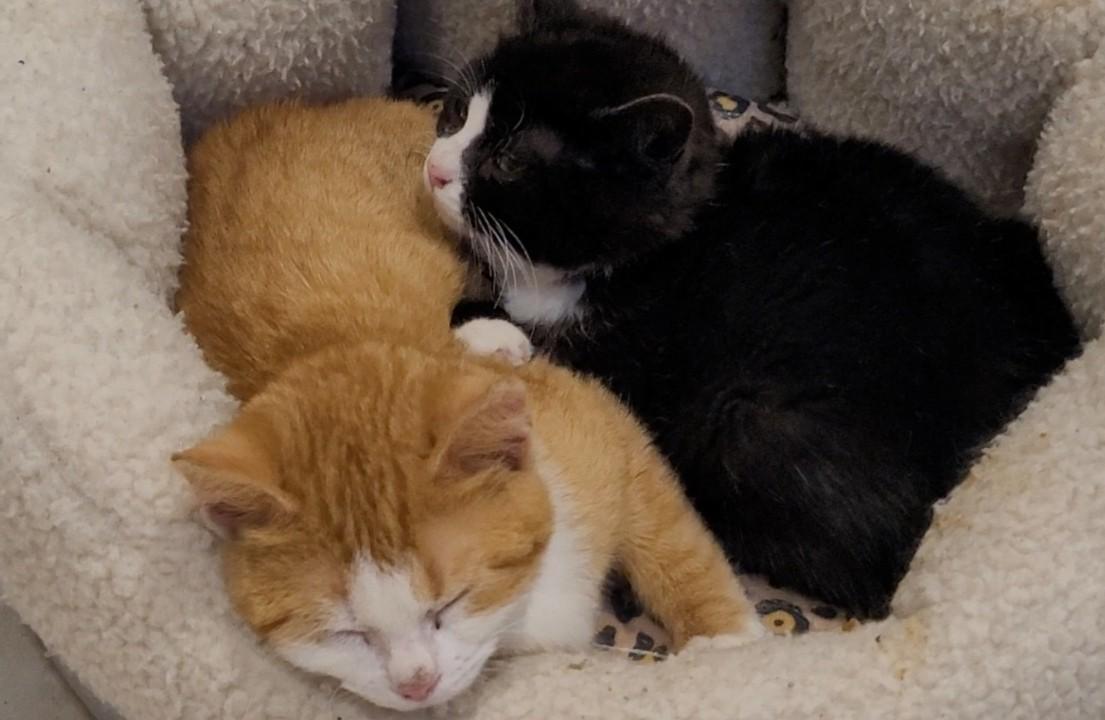 Thyme (bonded to basil), Baby Male unknown