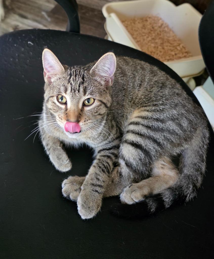 Enlarge Trish Trash, a Adoptable mixed breed in Shell Lake, WI image 2/2