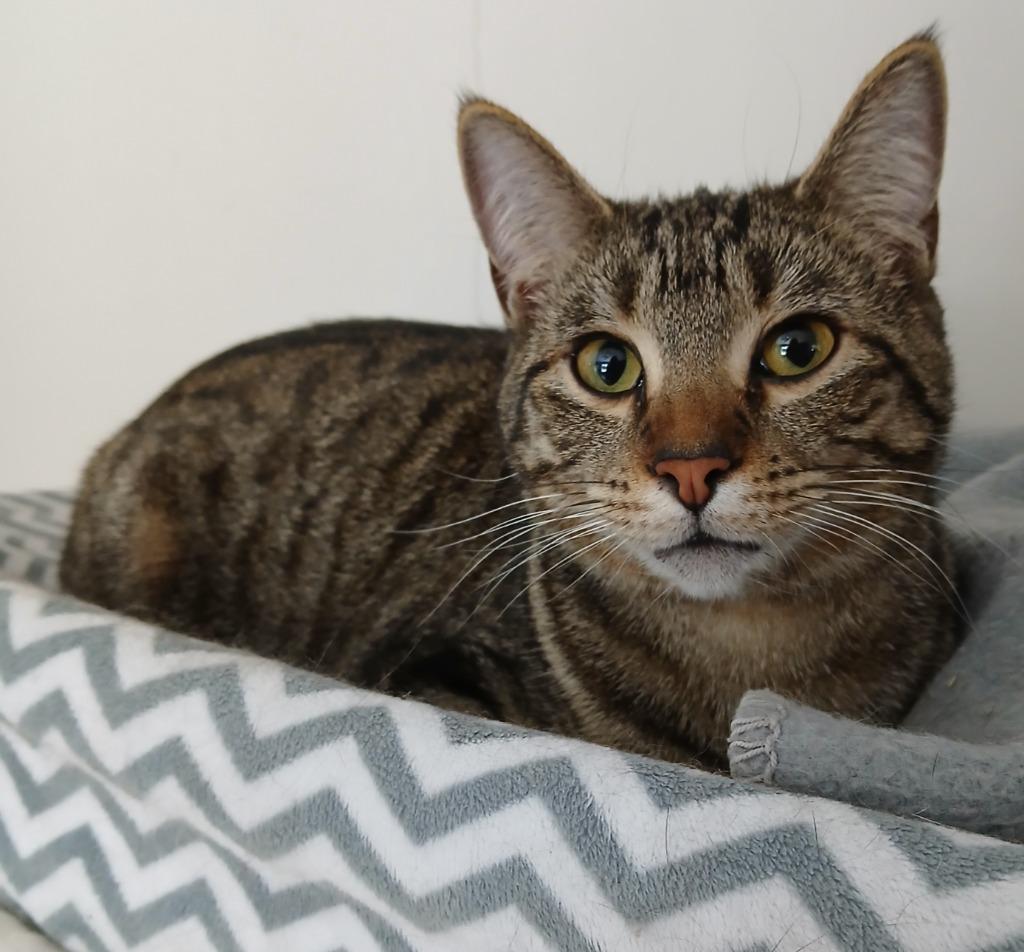 Enlarge Trish Trash, a Adoptable mixed breed in Shell Lake, WI image 2/2