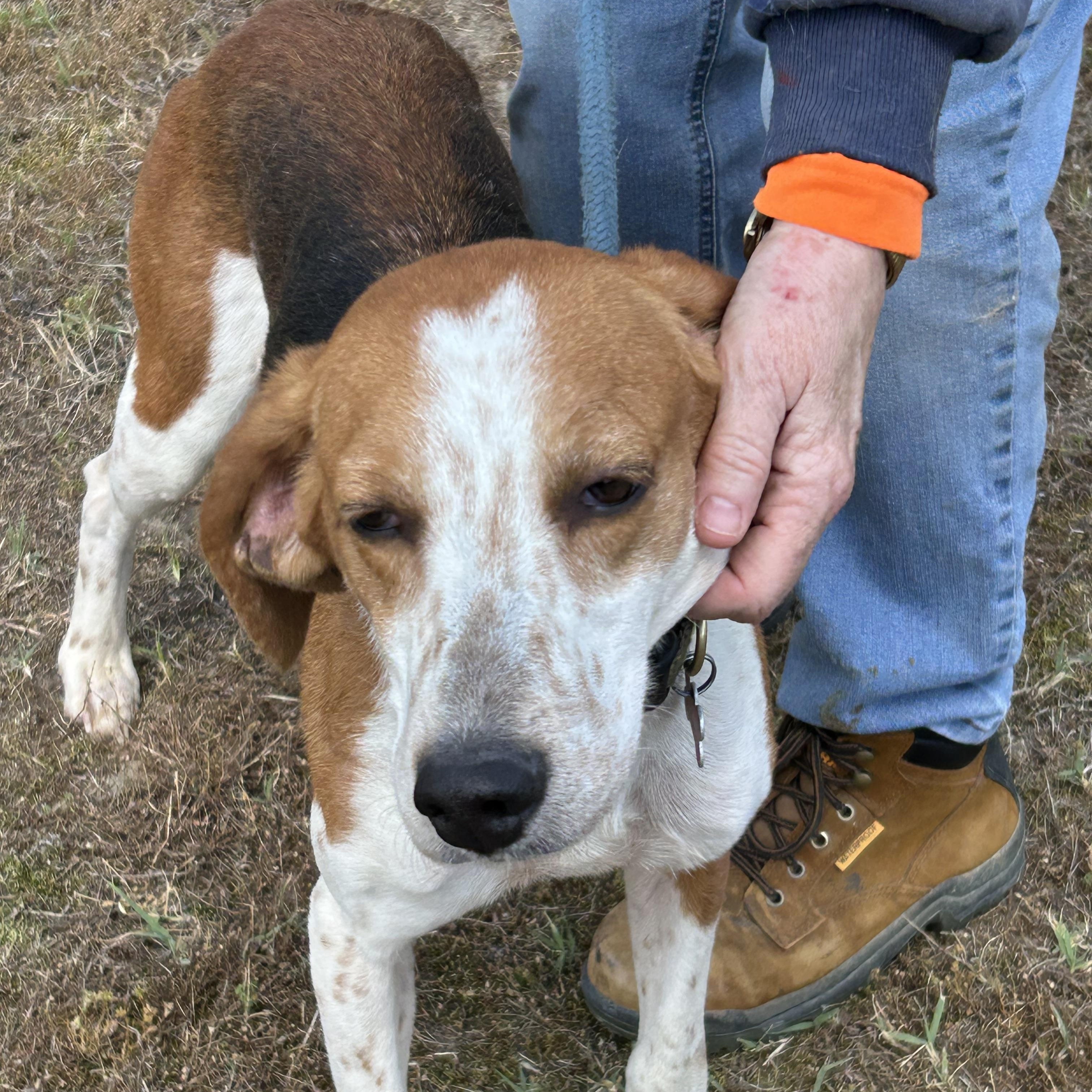 Enlarge Maxine, a ADOPTABLE Hound in Charles City, VA image 4/4