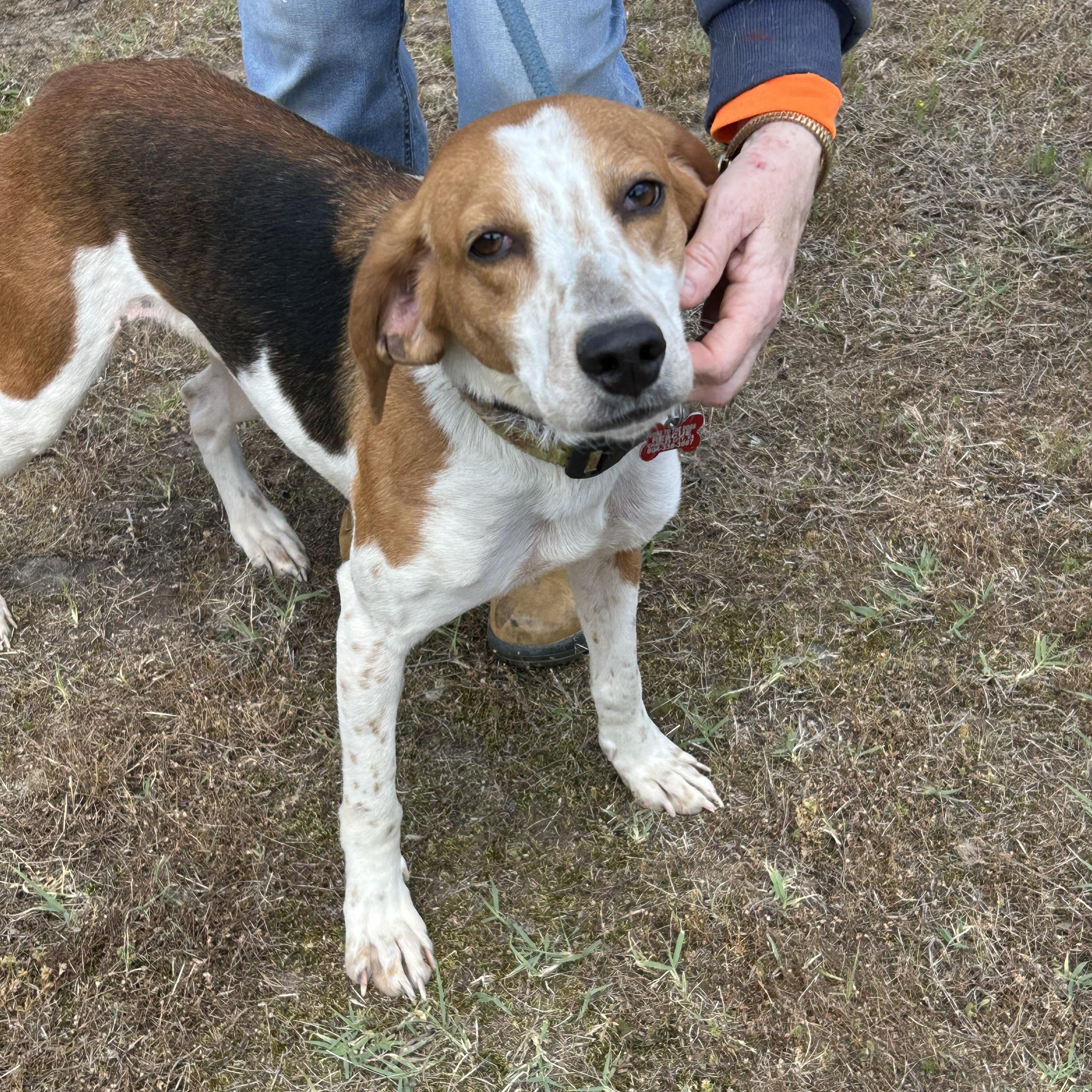 Enlarge Maxine, a ADOPTABLE Hound in Charles City, VA image 1/4