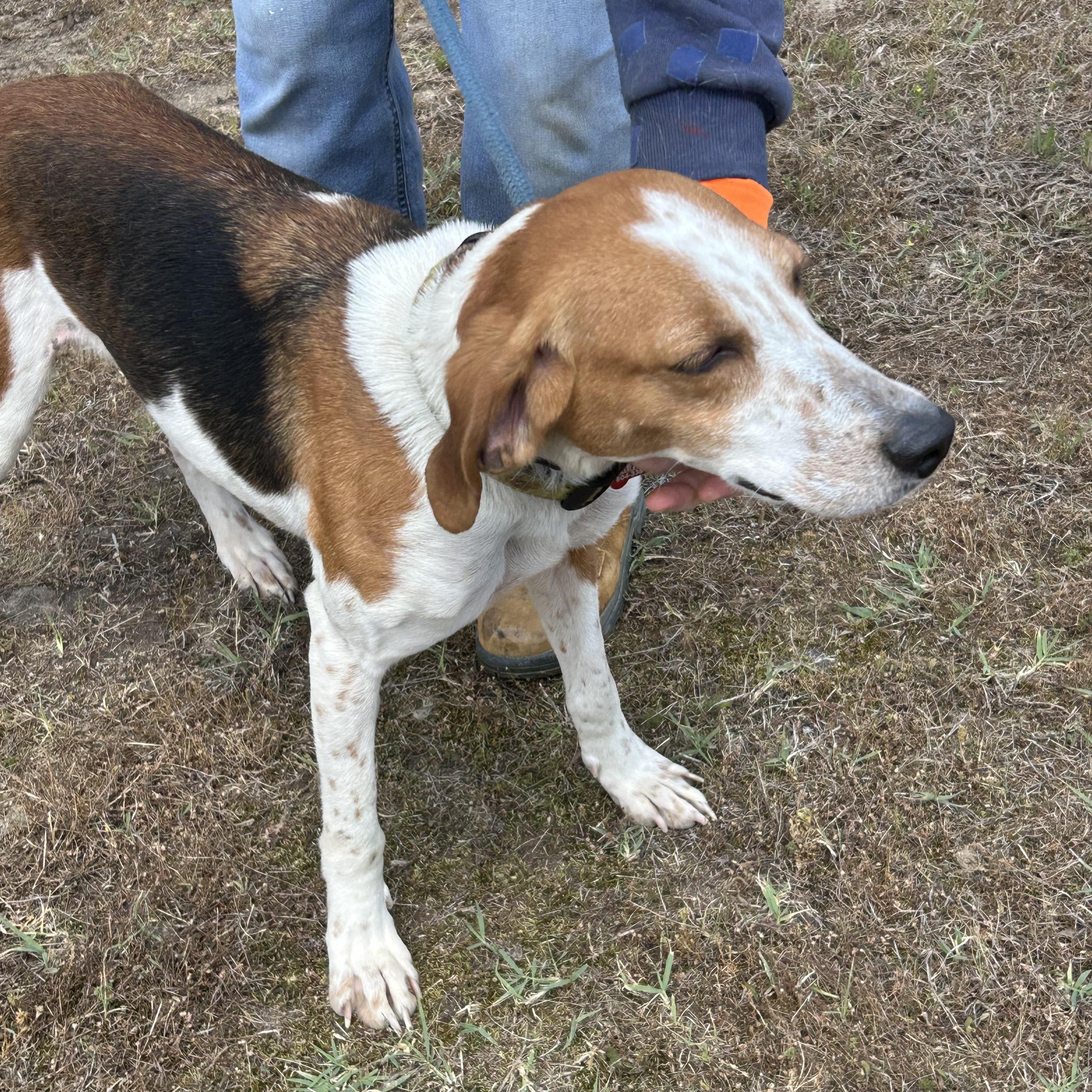 Enlarge Maxine, a ADOPTABLE Hound in Charles City, VA image 2/4