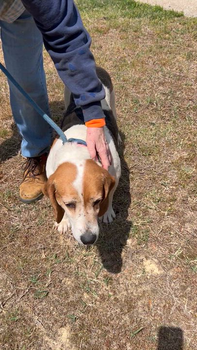 Enlarge Maxine, a ADOPTABLE Hound in Charles City, VA video 3/4