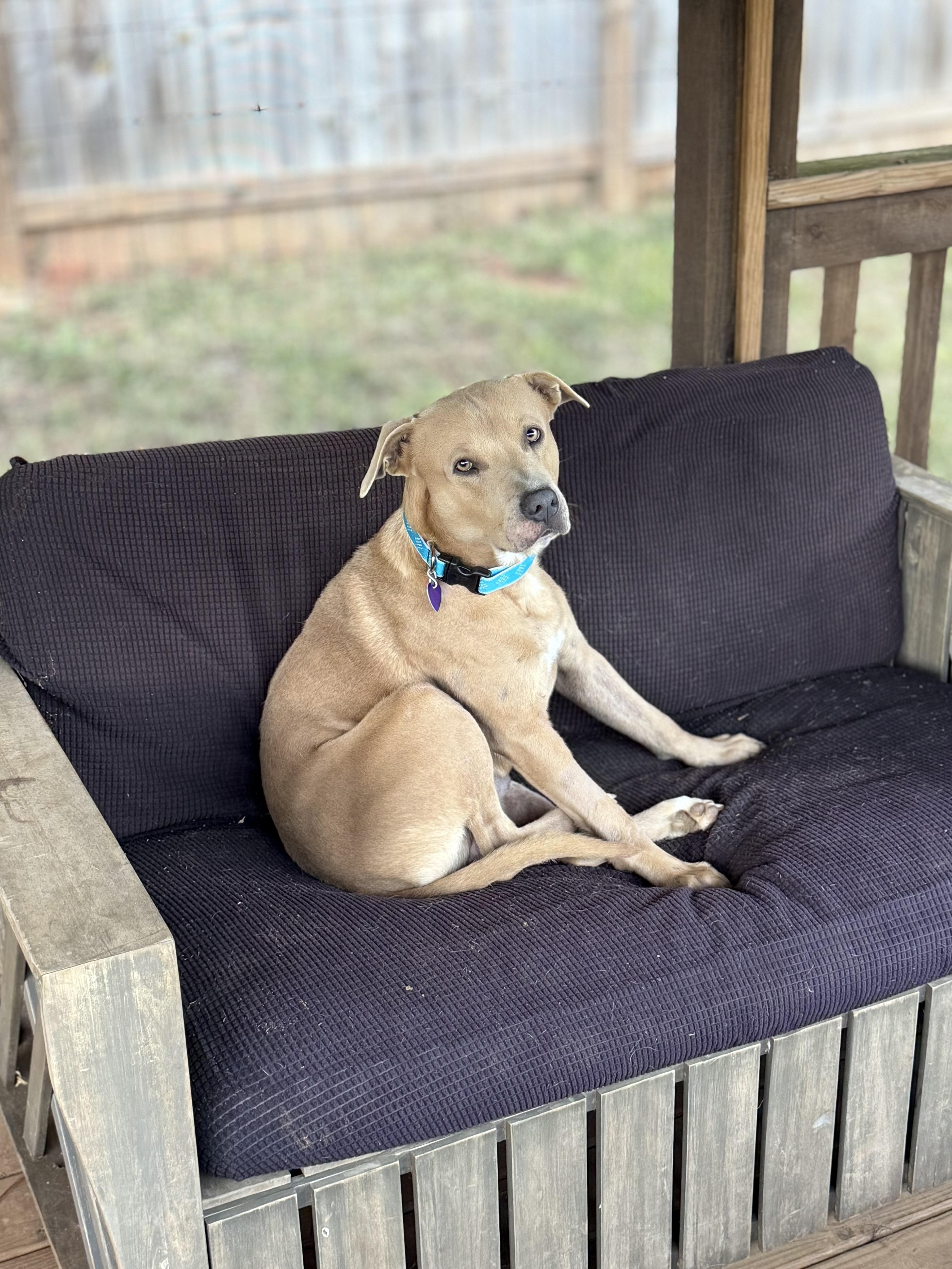 Max, a ADOPTABLE mixed breed in Jackson, GA image 6/6