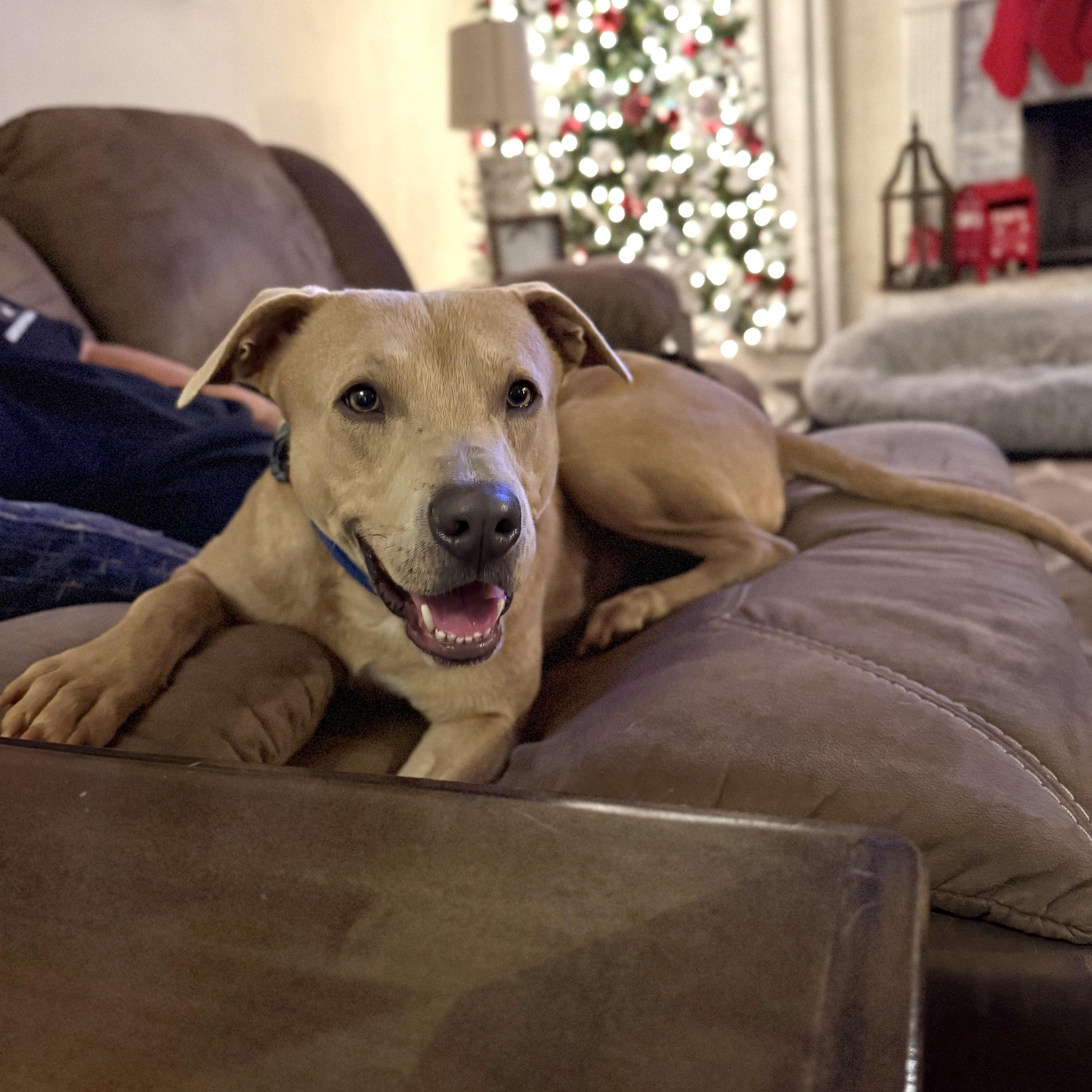 Max, a ADOPTABLE mixed breed in Jackson, GA image 1/6