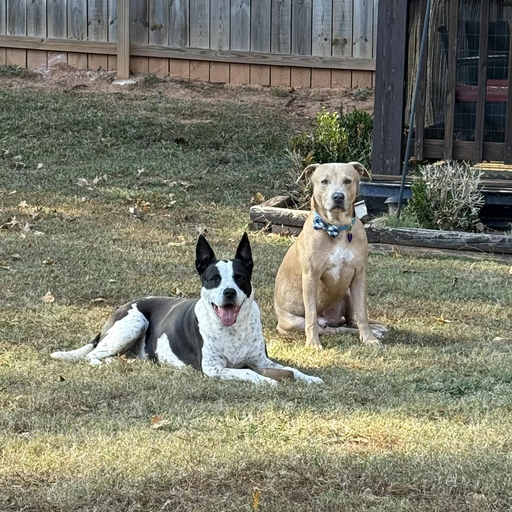 Max, a ADOPTABLE mixed breed in Jackson, GA image 5/6