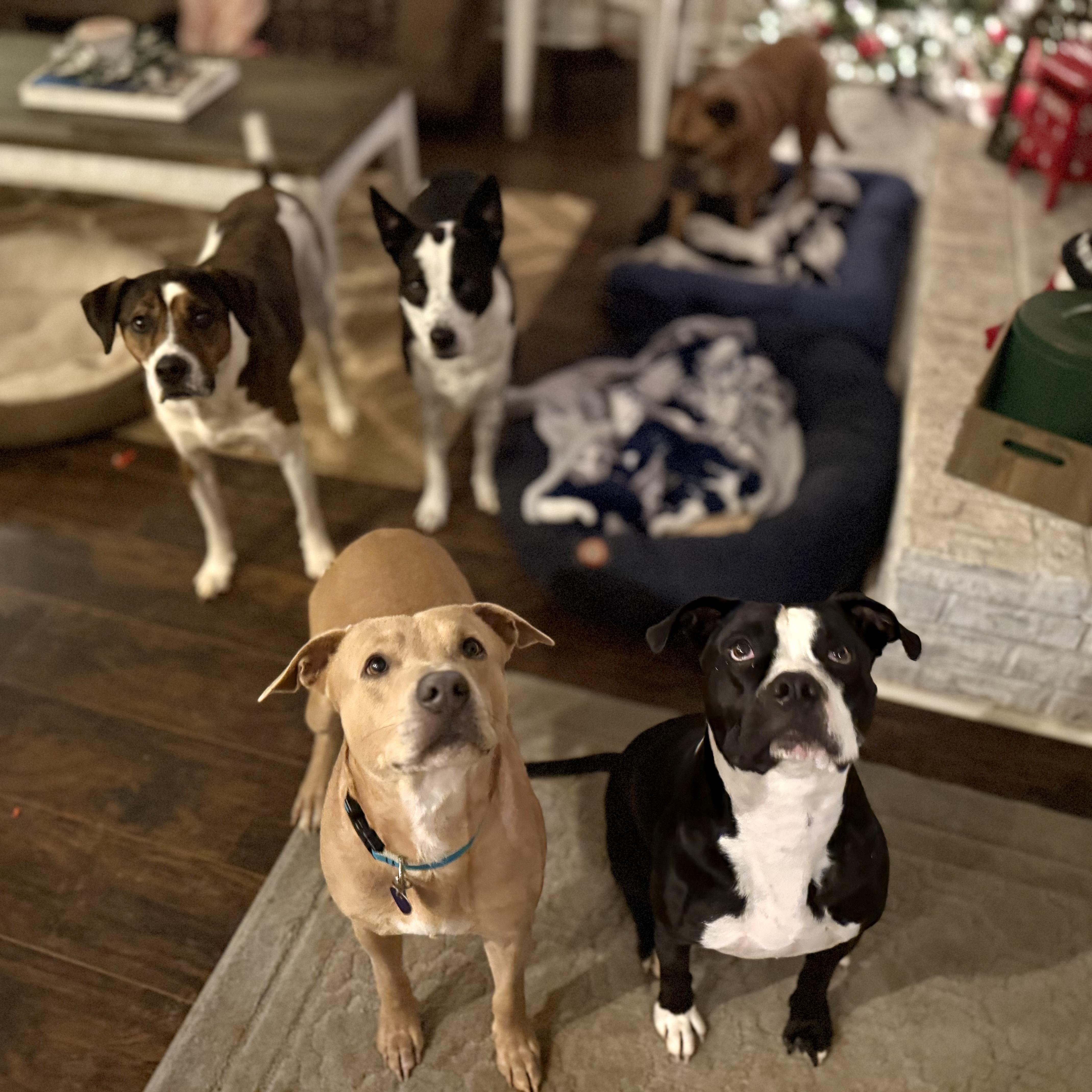 Max, a ADOPTABLE mixed breed in Jackson, GA image 3/6