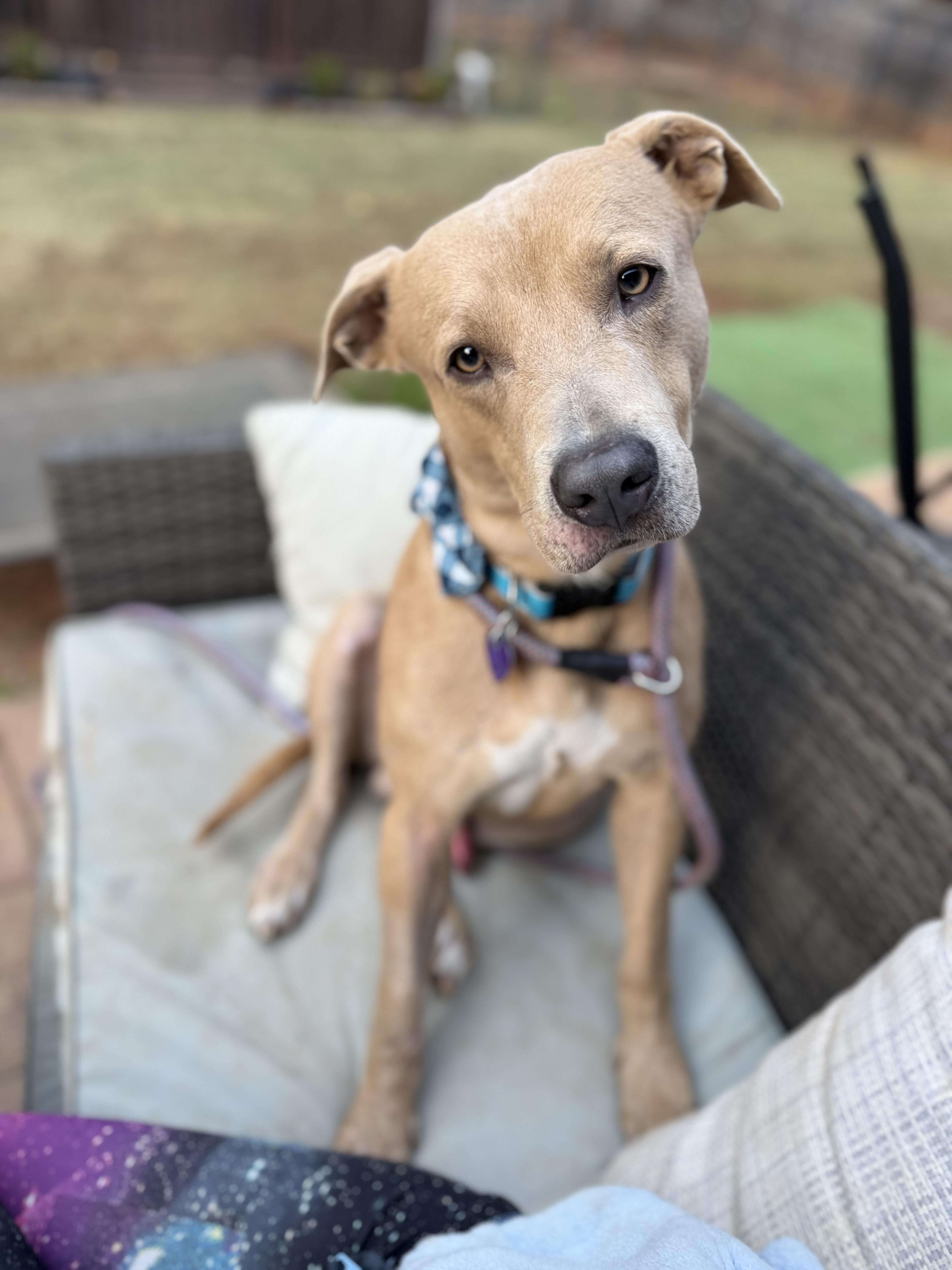 Max, a ADOPTABLE mixed breed in Jackson, GA image 4/6