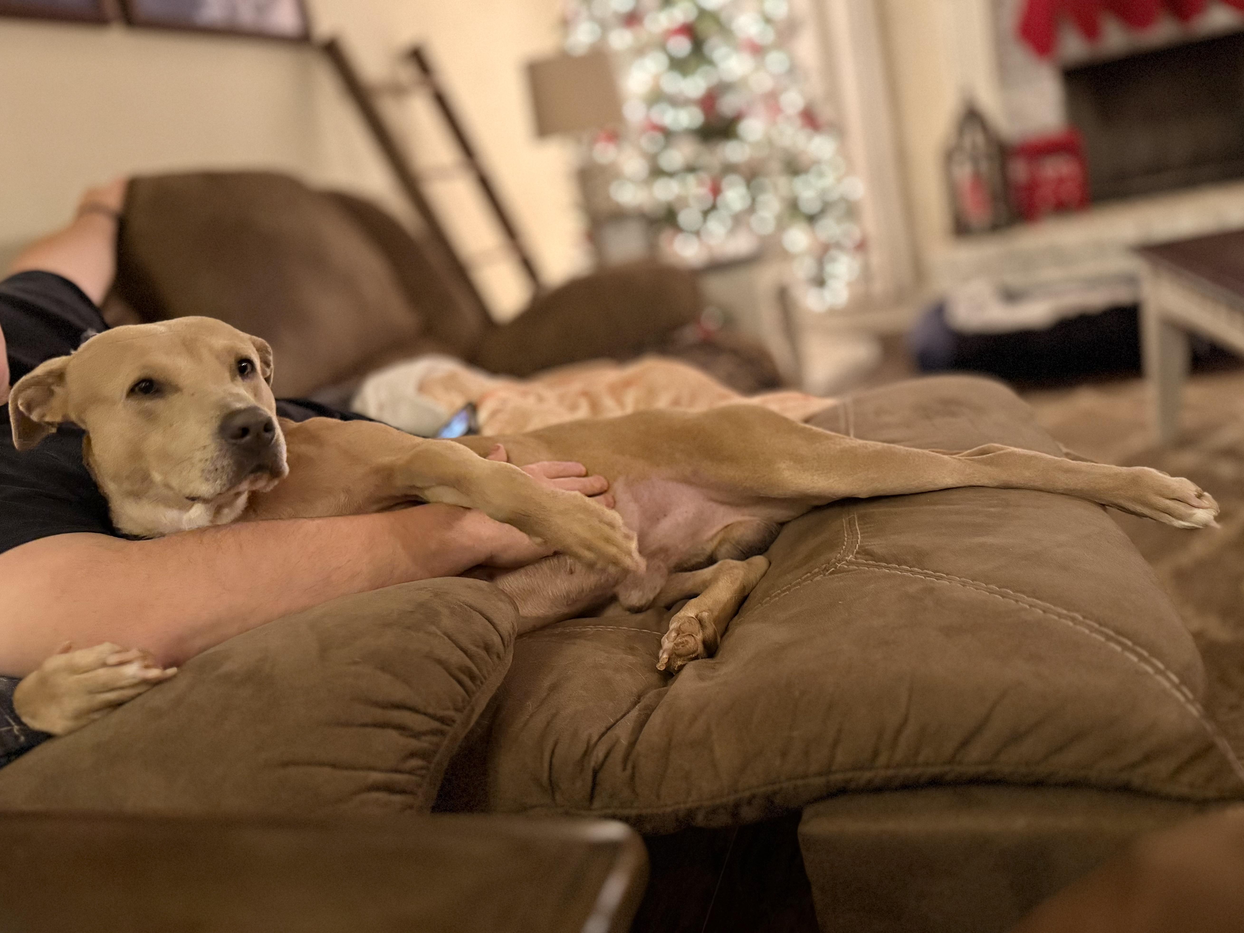Max, a ADOPTABLE mixed breed in Jackson, GA image 2/6