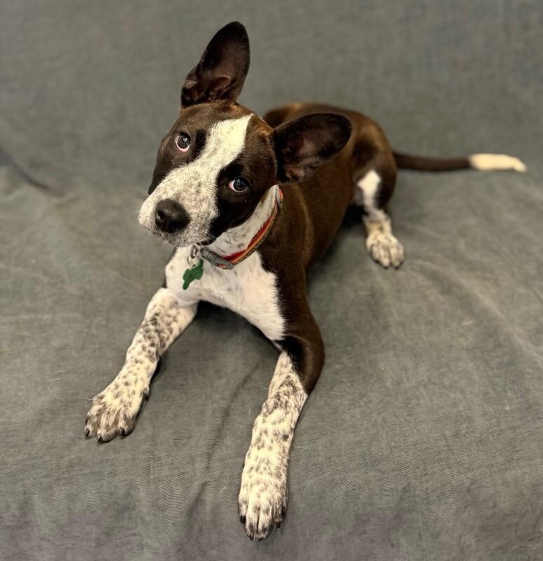 Cookie, Adoptable, Puppy Female Cattle Dog & Mixed Breed.
