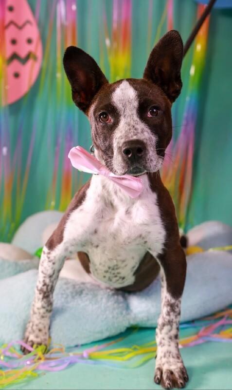Cookie, a Adoptable mixed breed in Van Nuys, CA image 2/6