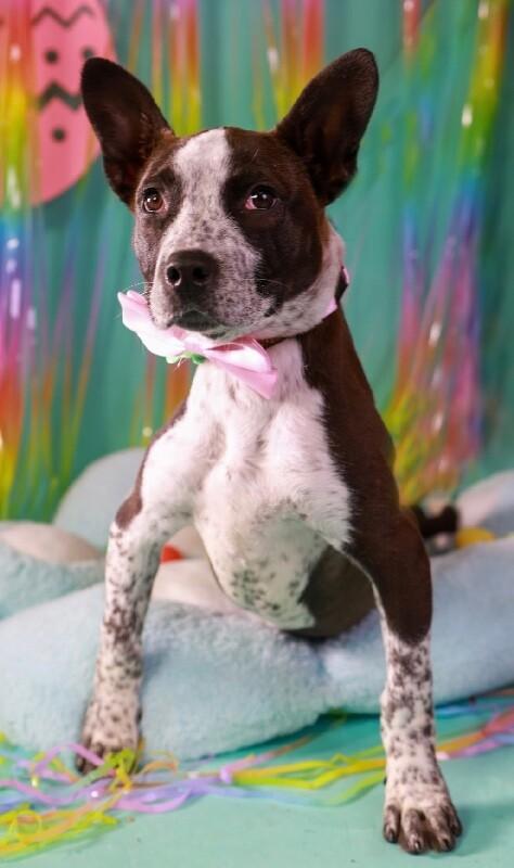 Cookie, a Adoptable mixed breed in Van Nuys, CA image 3/6