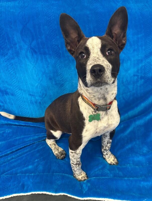Cookie, a Adoptable mixed breed in Van Nuys, CA image 4/6